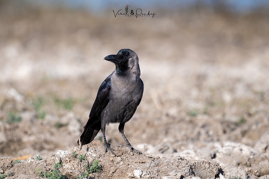 House Crow